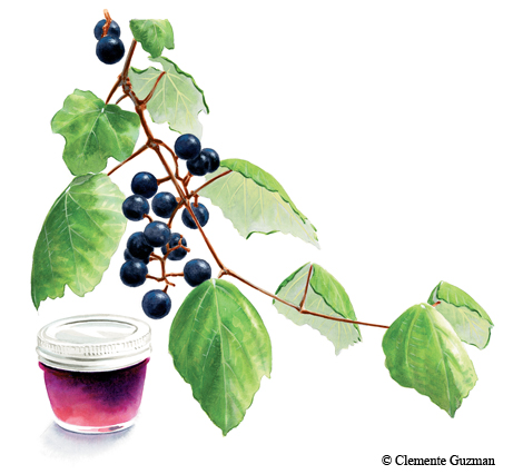 Mustang grapes and jelly jar